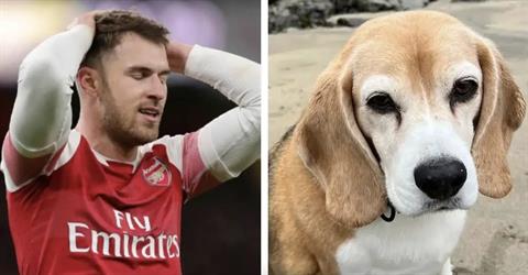 Cựu sao Arsenal suy sụp, treo thưởng lớn để tìm chó cưng